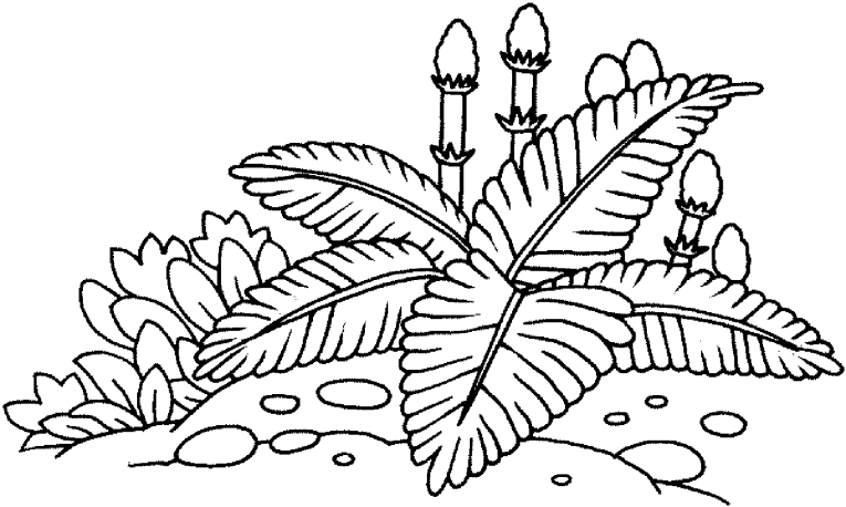 Rośliny 4