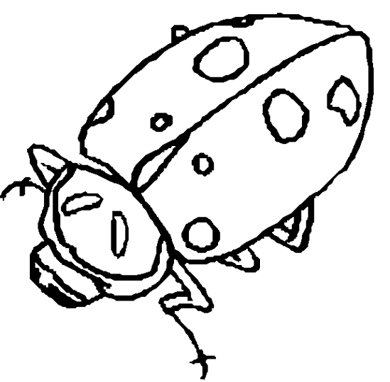 Biedronka 4