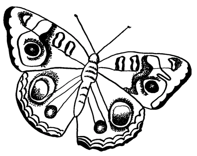 Motyle 14