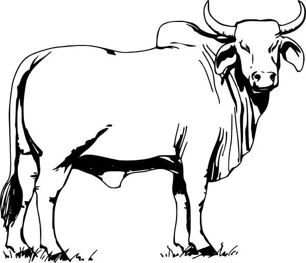 Krowy oraz Byki 6