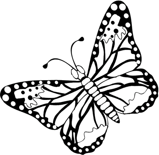 Motyle 17
