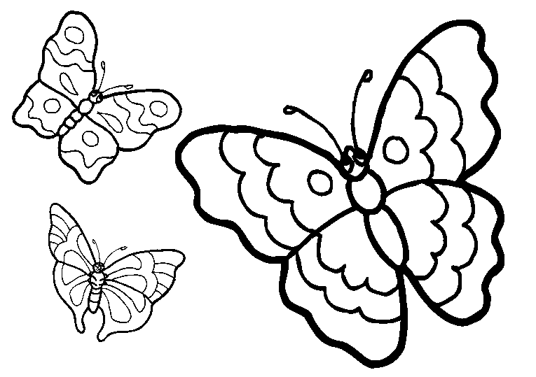 Motyle 18