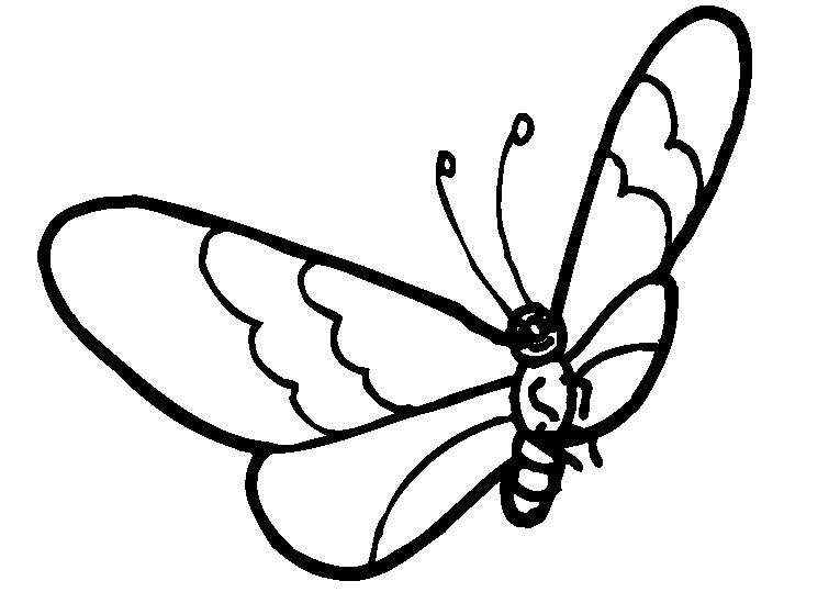 Motyle 20