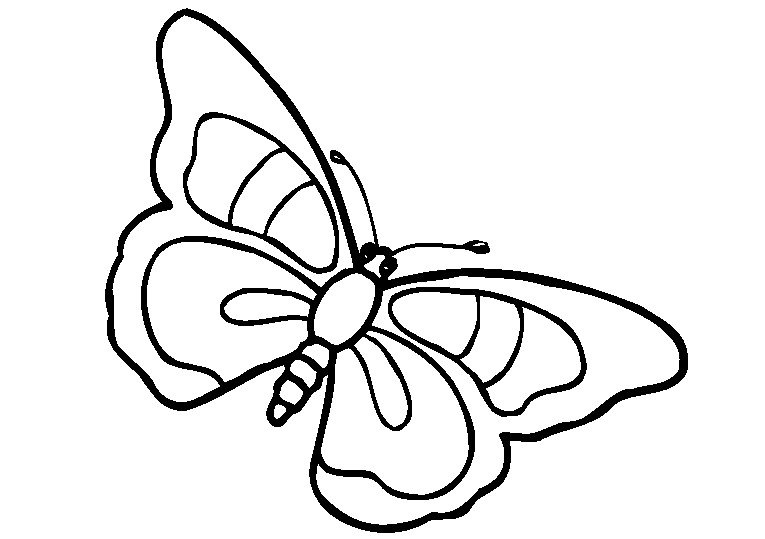 Motyle 21