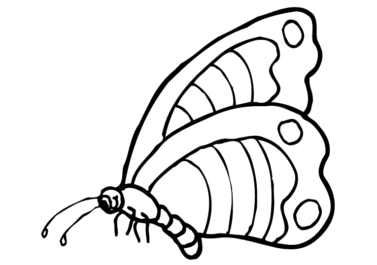 Motyle 24