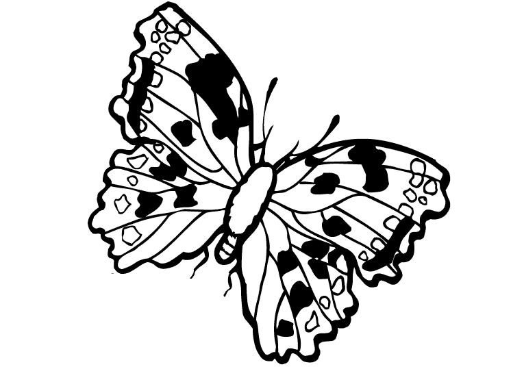 Motyle 27