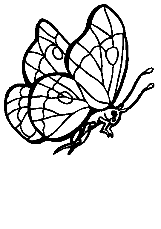 Motyle 28