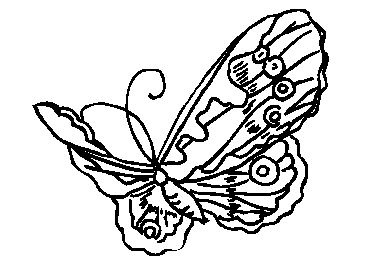 Motyle 31