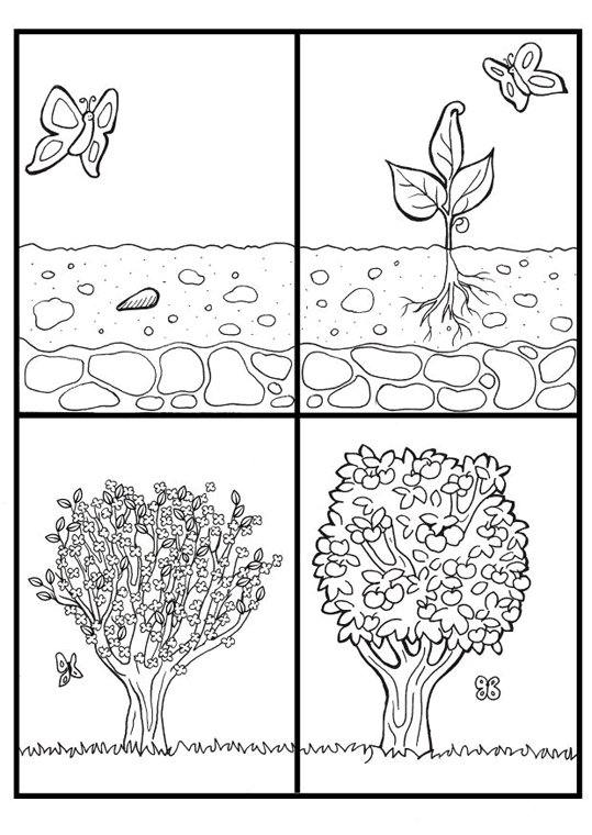 Rośliny 7