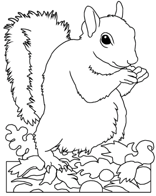 Wiewiórki 7