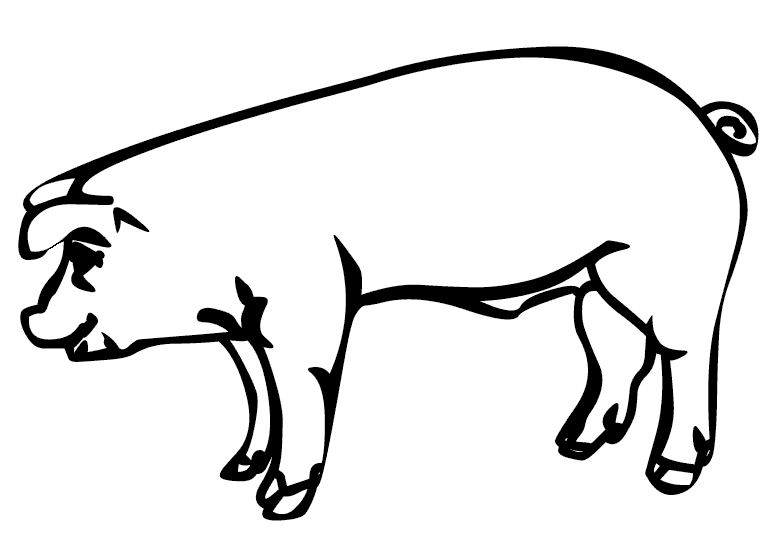 Świnie 13