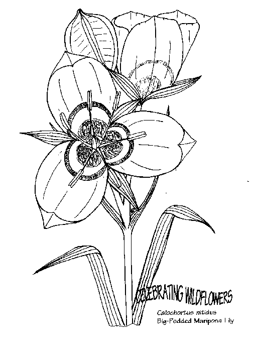 Kwiatki 35