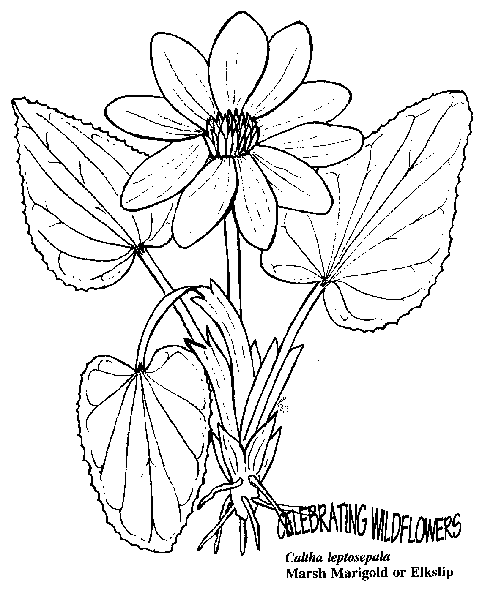 Kwiatki 36