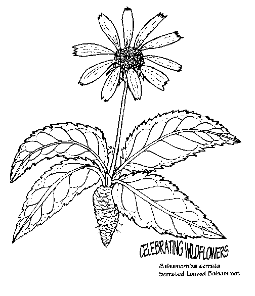 Kwiatki 39
