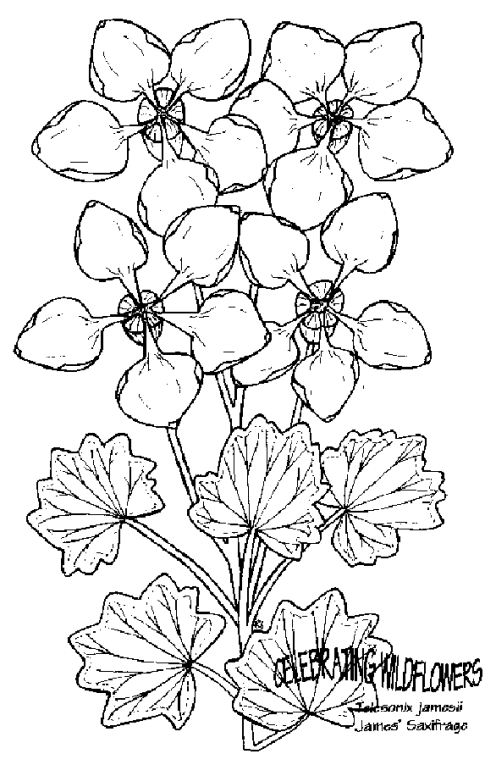 Kwiatki 41