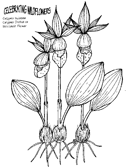 Kwiatki 44