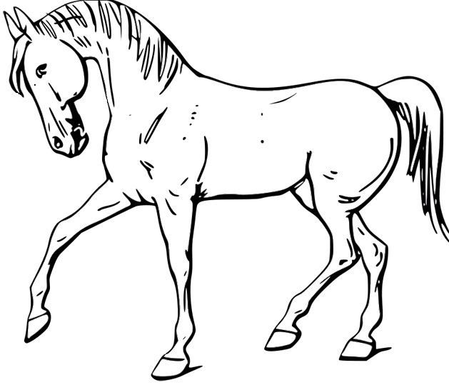 Konie 42