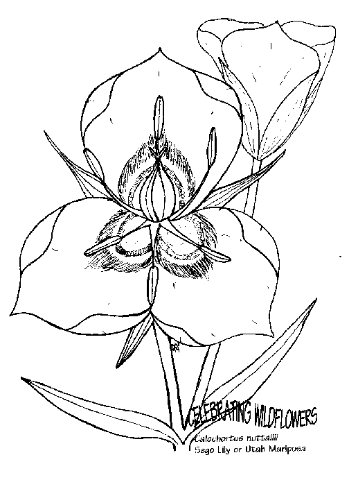 Kwiatki 49