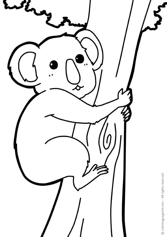 Misie Koala 3