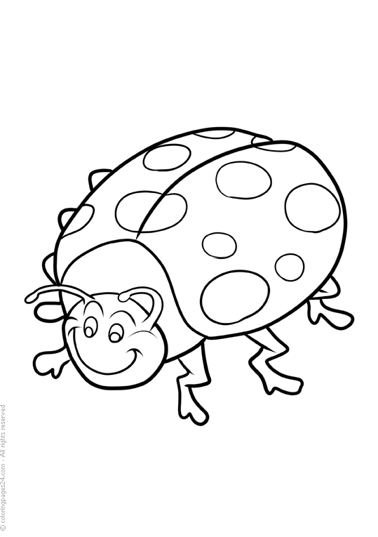 Biedronka 6