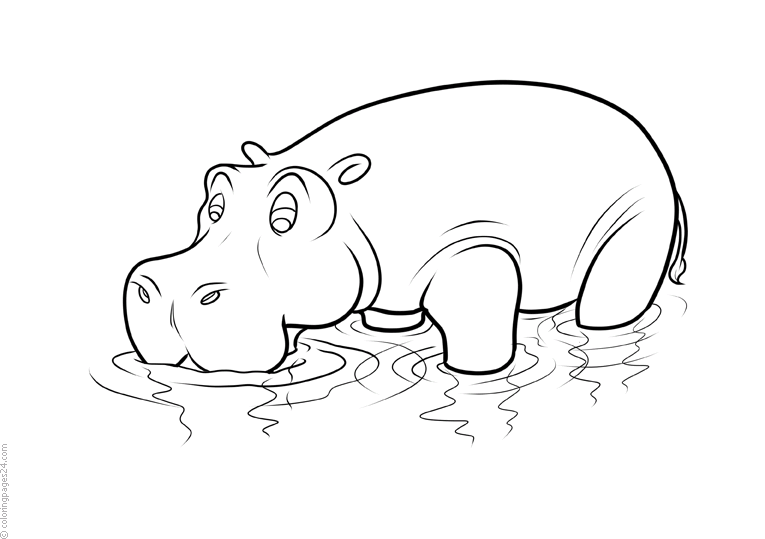 Hipopotamy 9