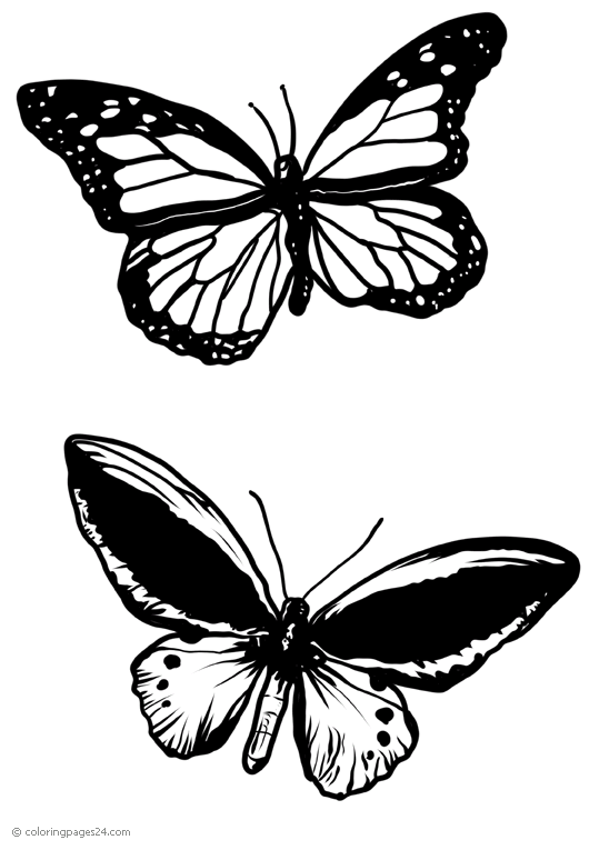 Motyle 35