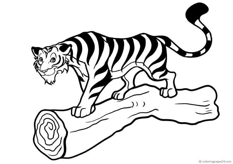 Tygrysy 6