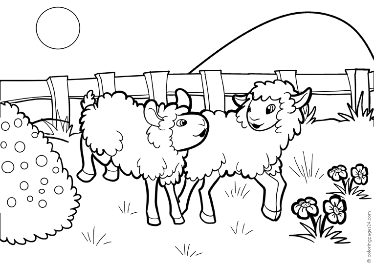 Owce 16