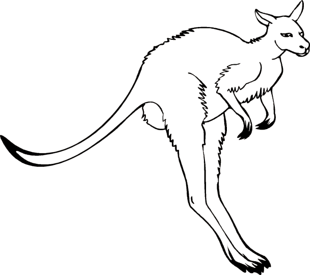 Kangury 1