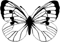 Motyle - 5