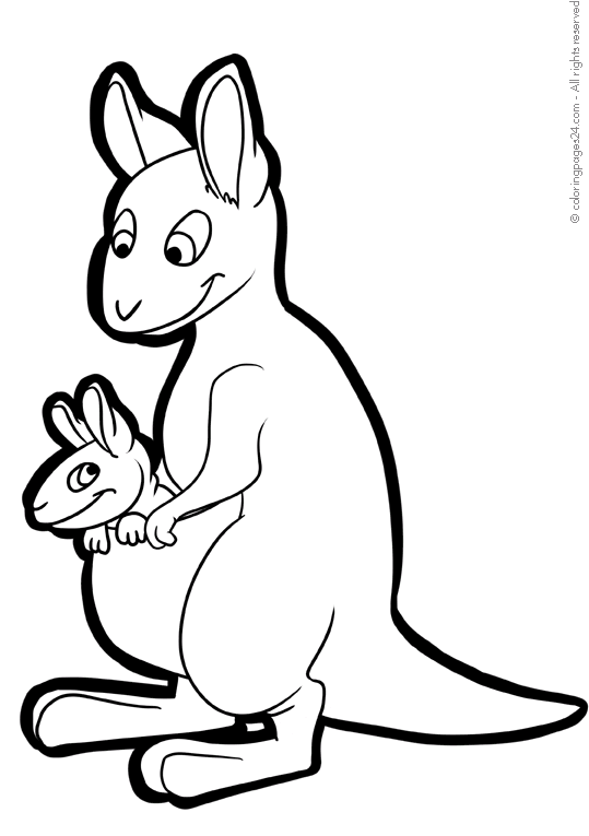 Kangury 4