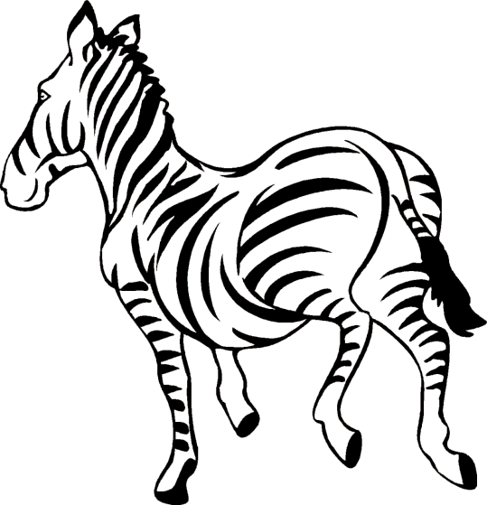 Zebry 1
